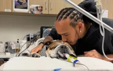 Roscoe non ce l'ha fatta. Addio al cane di Hamilton