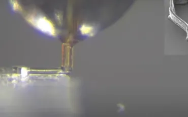 Stampa 3D di precisione? Gli scienziati guardano al pungiglione della zanzara