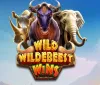 Pragmatic Play presenta la Wild Wildebeest Wins!